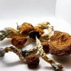 golden teacher mushrooms/shrooms/psilocybin